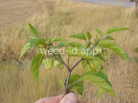 groundcherry, longleaf